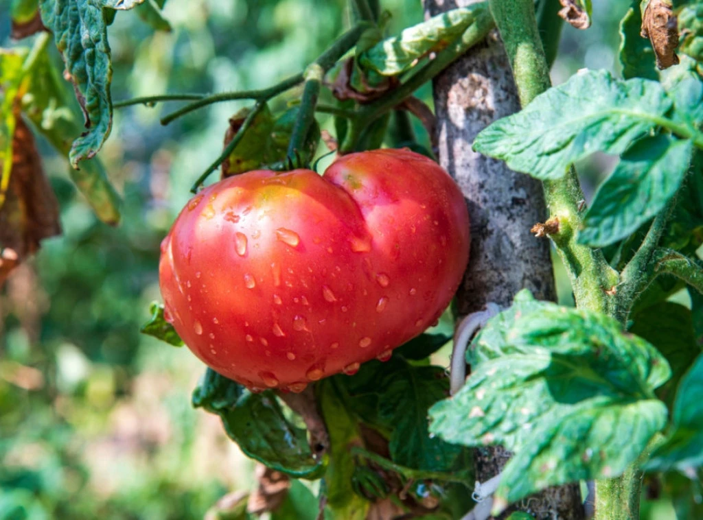 408652_shutterstock-2514592555_f.webp