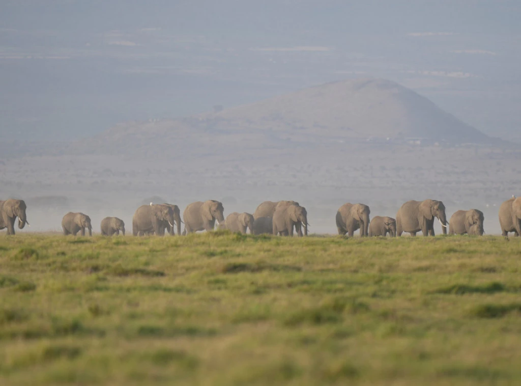 409117_kenya-elephants_f.webp